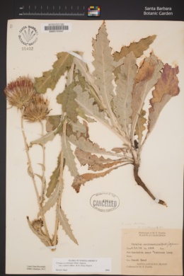 Cirsium occidentale var. coulteri image