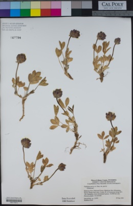 Trifolium parryi image