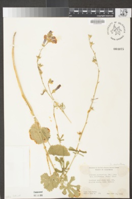 Sidalcea malviflora image