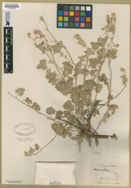 Sphaeralcea marginata image