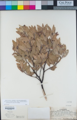 Arctostaphylos glandulosa subsp. cushingiana image