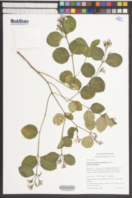 Apocynum androsaemifolium subsp. androsaemifolium image