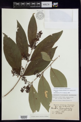 Bronwenia cornifolia image