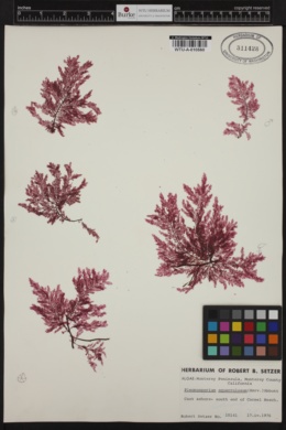 Pleonosporium squarrulosum image