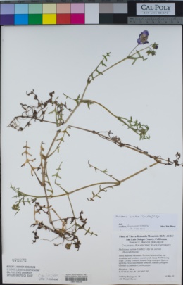 Pholistoma auritum var. auritum image