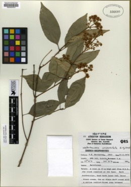 Image of Syzygium unipunctatum