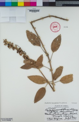 Image of Phyllostegia macrophylla