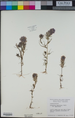Castilleja densiflora var. densiflora image