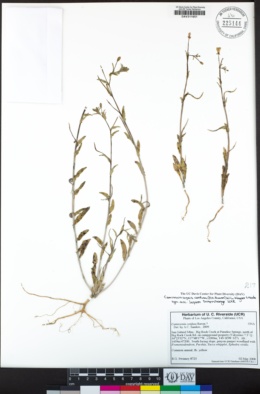 Camissoniopsis confusa image