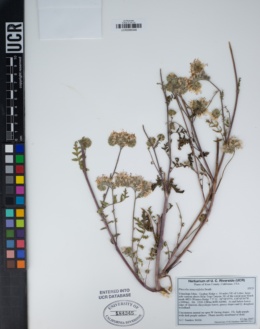 Phacelia tanacetifolia image