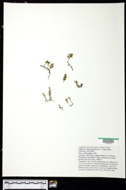 Vandenboschia draytoniana image