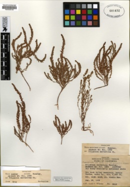 Polygonum polygaloides subsp. esotericum image