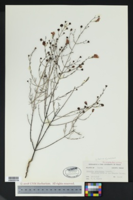 Agalinis edwardsiana image