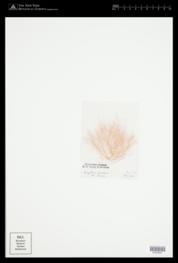 Griffithsia corallinoides image
