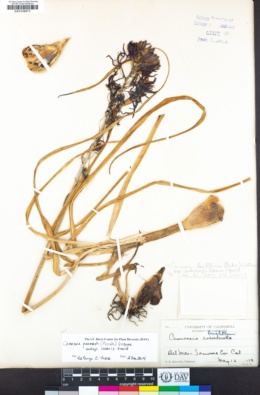 Camassia quamash subsp. linearis image