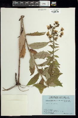 Hieracium canadense var. fasciculatum image