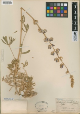 Lupinus excubitus image