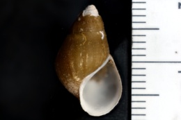 Elimia potosiensis plebeius image