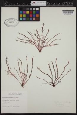 Norrissia setchellii image
