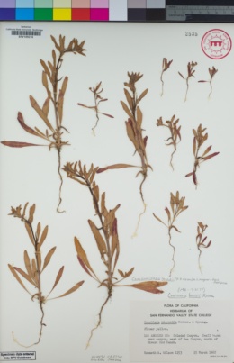 Image of Camissoniopsis lewisii