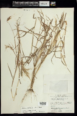 Euclasta condylotricha image