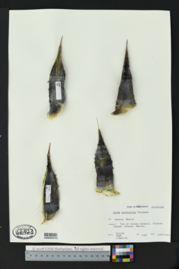 Image of Agave subsimplex
