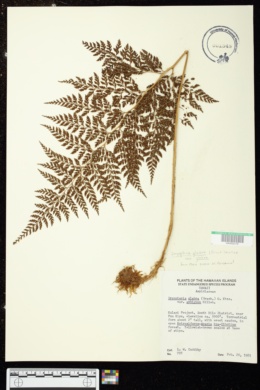 Image of Dryopteris glabra var. glabra