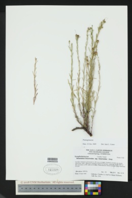 Penstemon linarioides subsp. linarioides image