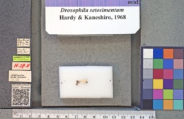 Drosophila setosimentum image