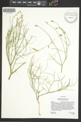 Astragalus episcopus var. lancearius image