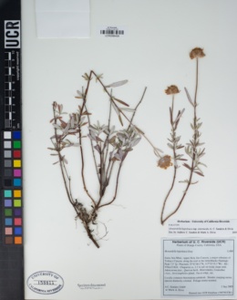 Monardella hypoleuca subsp. intermedia image
