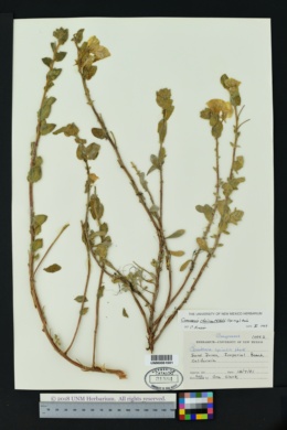 Image of Camissonia cheiranthifolia