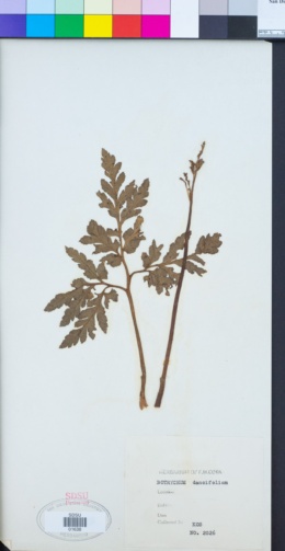 Botrychium daucifolium image