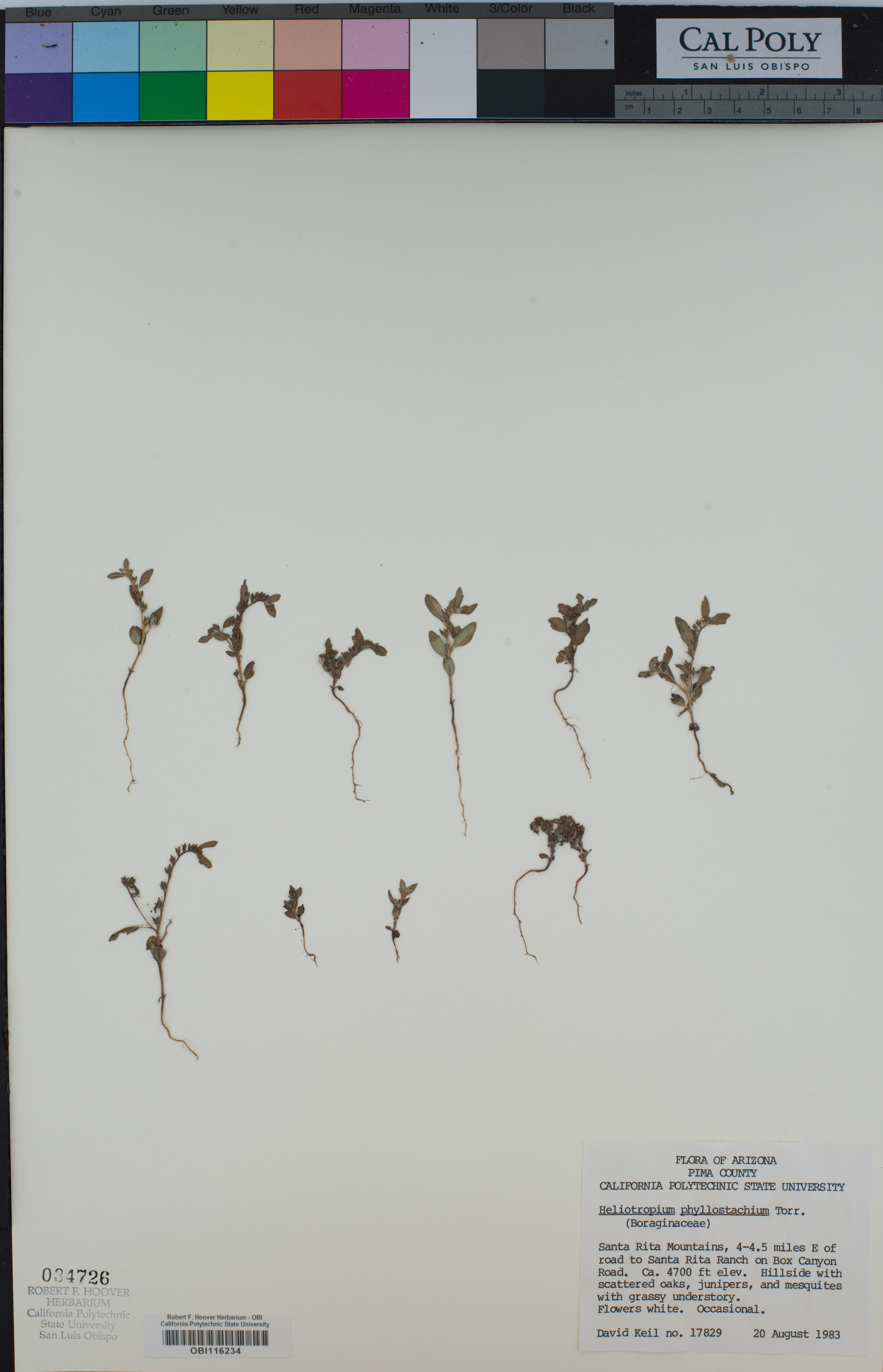Image of Euploca fruticosa