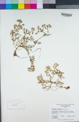 Image of Ludwigia spathulata