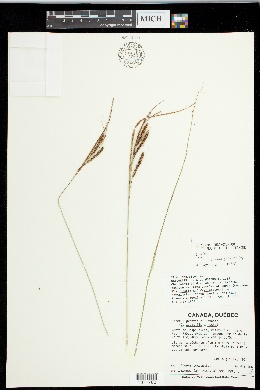 Carex x grantii image