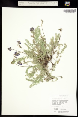 Image of Astragalus agrestis