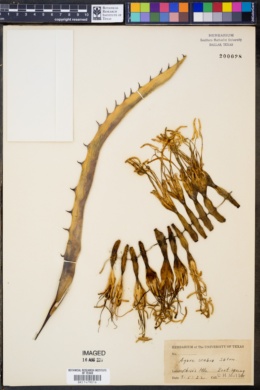 Image of Agave scabra