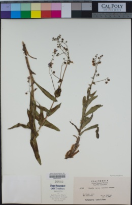 Image of Hackelia nervosa