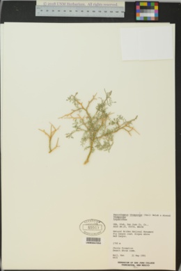 Psorothamnus thompsoniae var. thompsoniae image