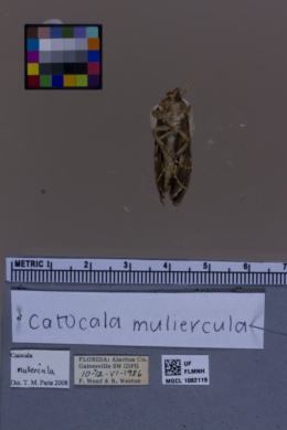 Catocala muliercula image