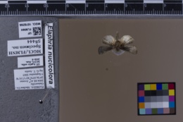 Elaphria nucicolora image