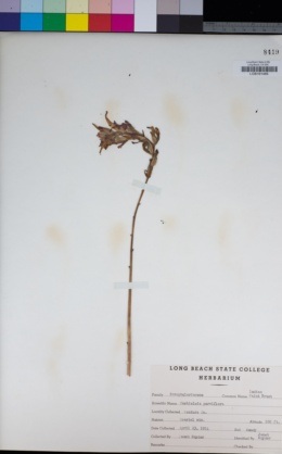 Image of Castilleja parviflora