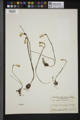 Narcissus triandrus image