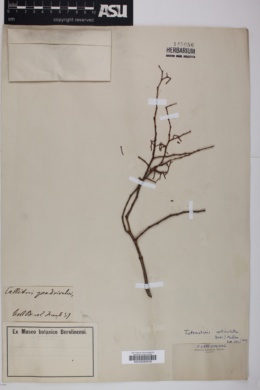 Tetraclinis articulata image