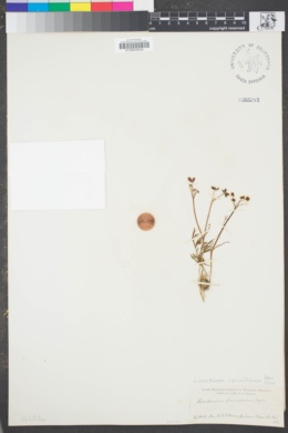 Image of Lomatium caruifolium