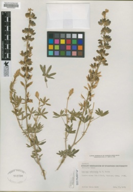 Image of Lupinus amboensis