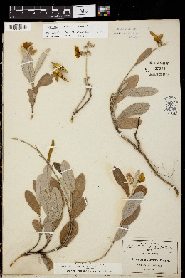 Tephrosia watsoniana image