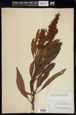 Rumex floridanus image