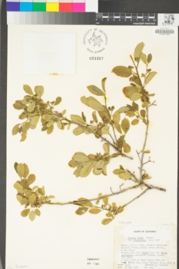 Frangula rubra subsp. yosemitana image